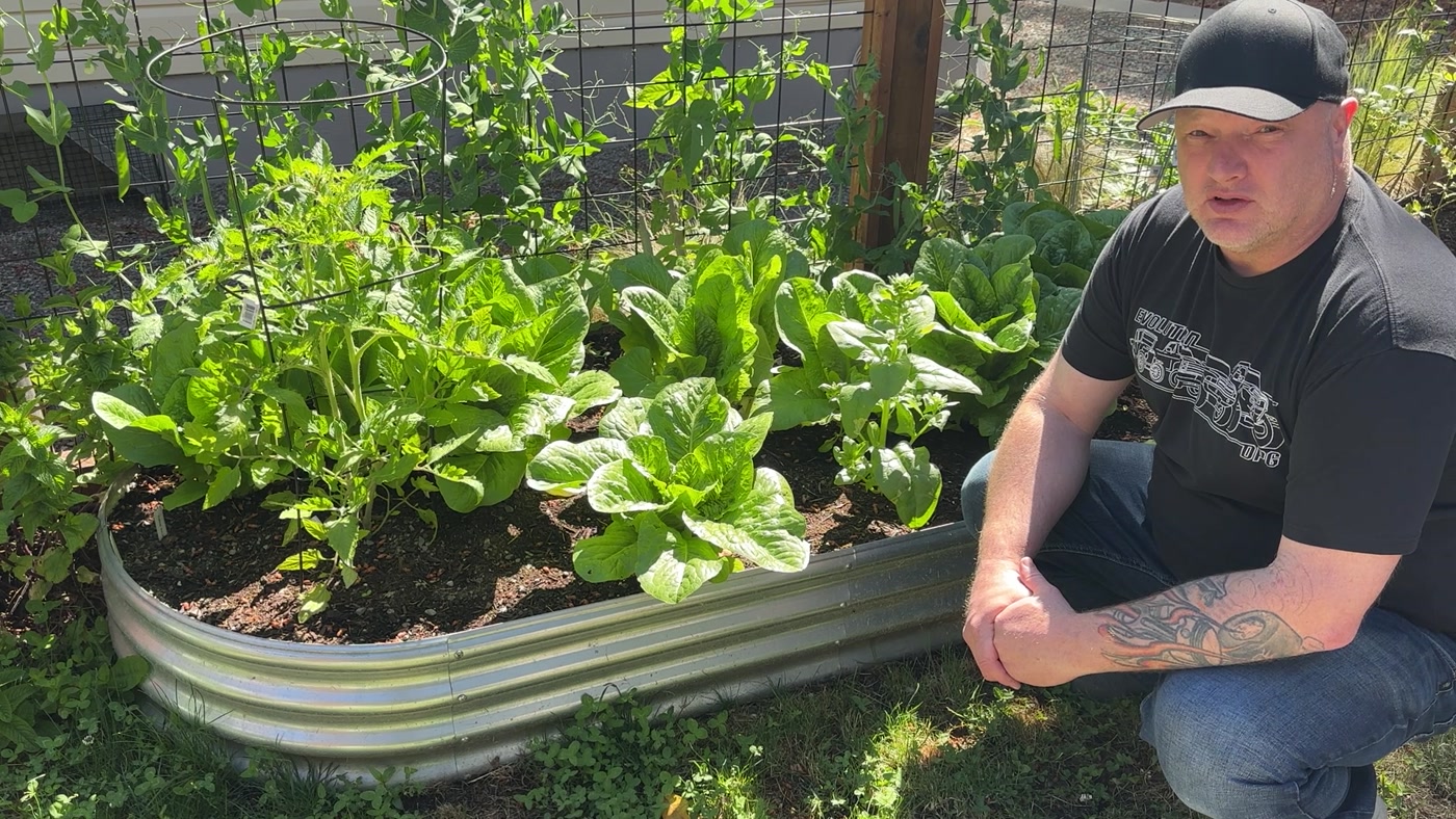 Steve talking about lettuce and food growing beside a raised garden bed